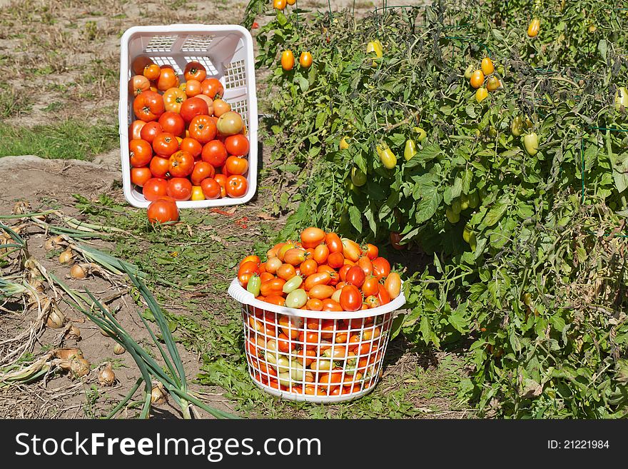 A Garden View Of Harvested Tomatoes