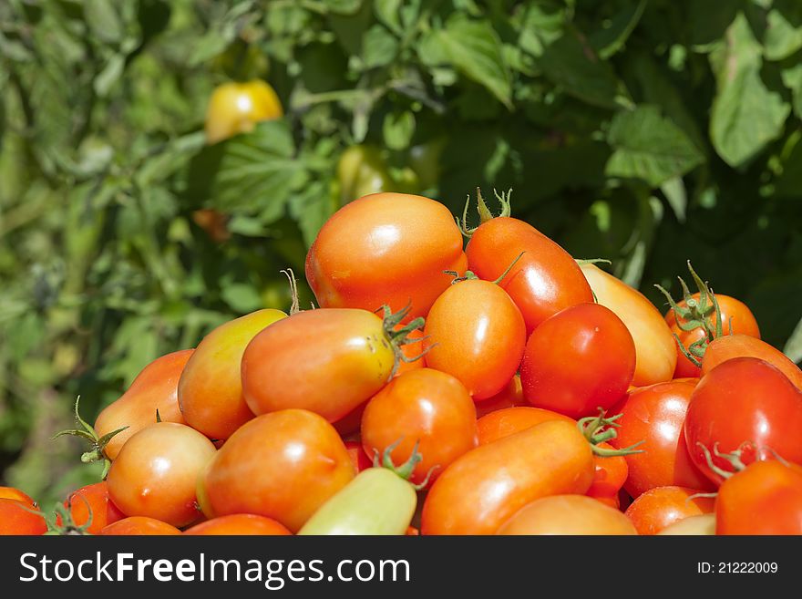 A macro detail of a harvested pile of plum tomatoes with a garden background. A macro detail of a harvested pile of plum tomatoes with a garden background.