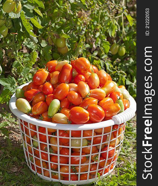 An angled closeup view of a harvested basket of plum tomatoes sitting in the garden.