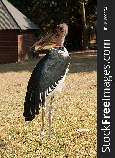 A Marabou stork, (Leptoptilos crumeniferus), photgraphed in Johannesburg zoo. They breed in Africa south of the Sahara.