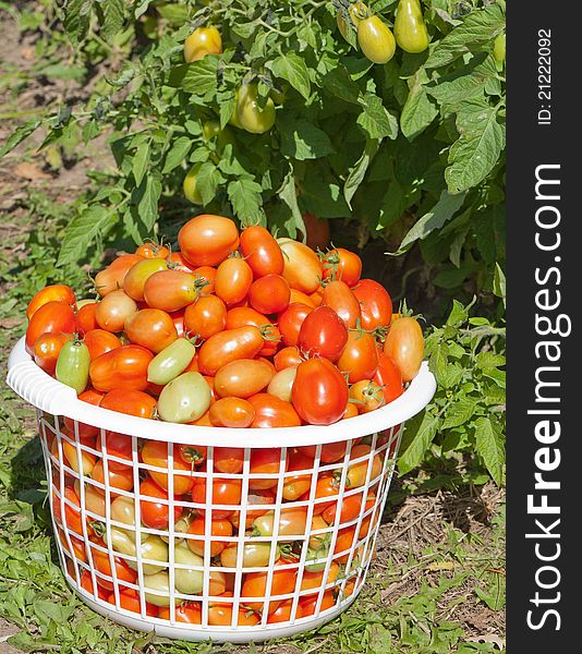An angled closeup view of a harvested basket of plum tomatoes sitting in the garden.
