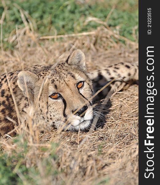 A watchful cheetah in africa. A watchful cheetah in africa