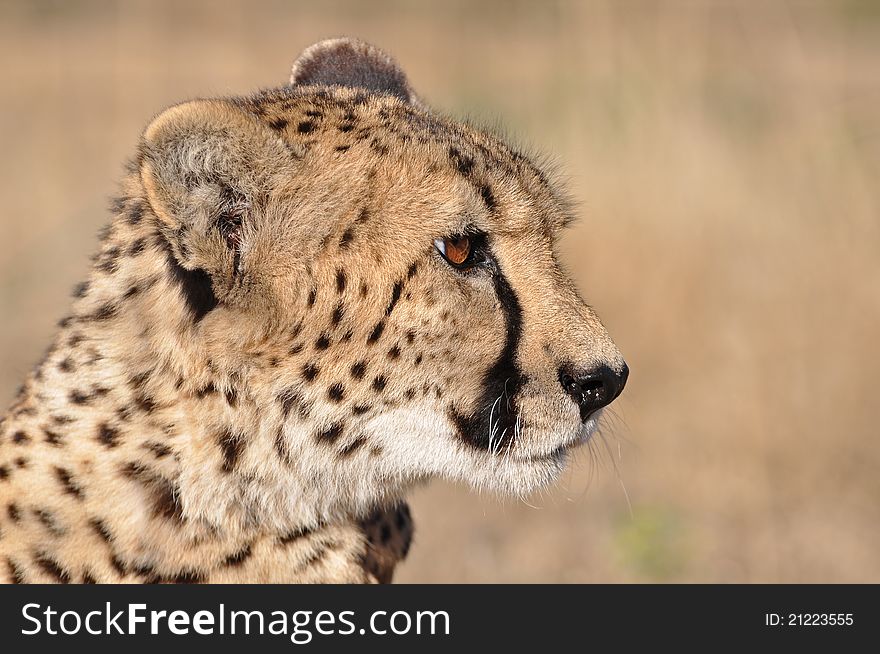 An alert cheetah in africa. An alert cheetah in africa
