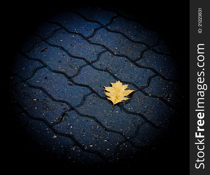 Lone leaf on the ground