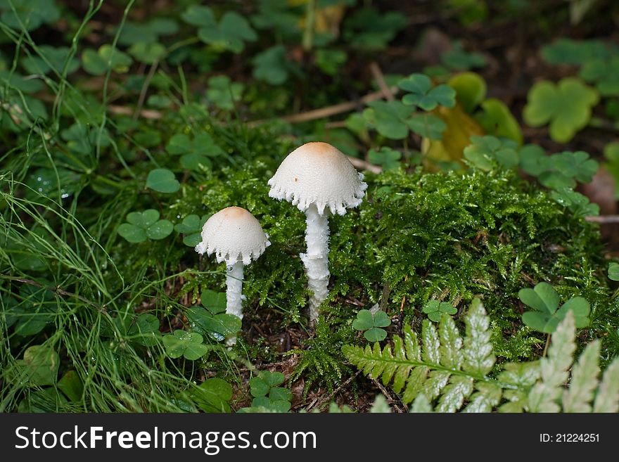 Mushrooms agaric autumn Psathyrella olympiana