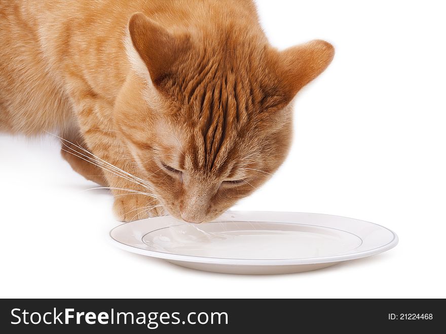 Red cat drink milk on a white background