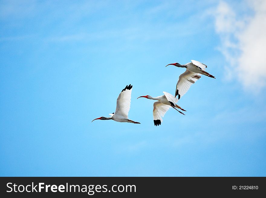 White Ibis In Flight