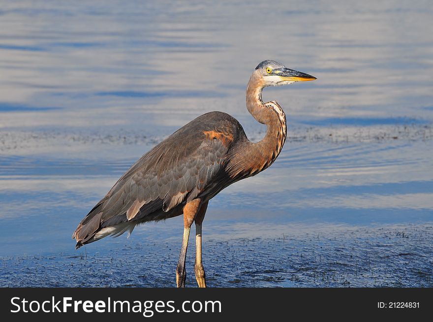 Great Blue Heron in the Gulf of Mexico.