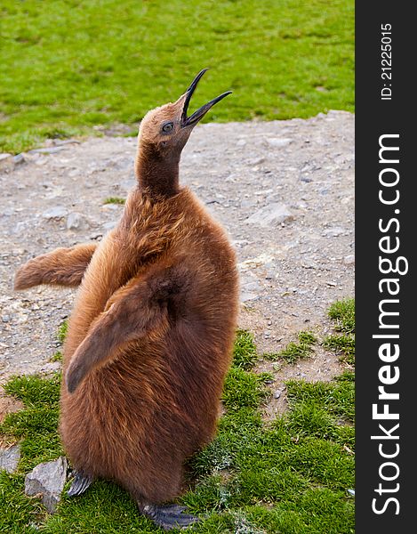 King Penguin Chick