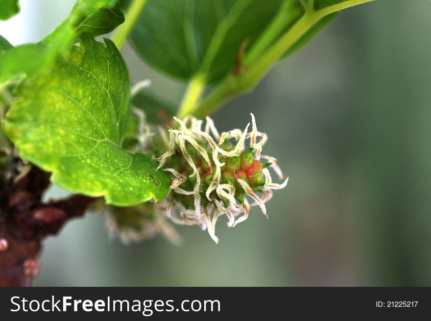 Hibiscus flower and vignetted background