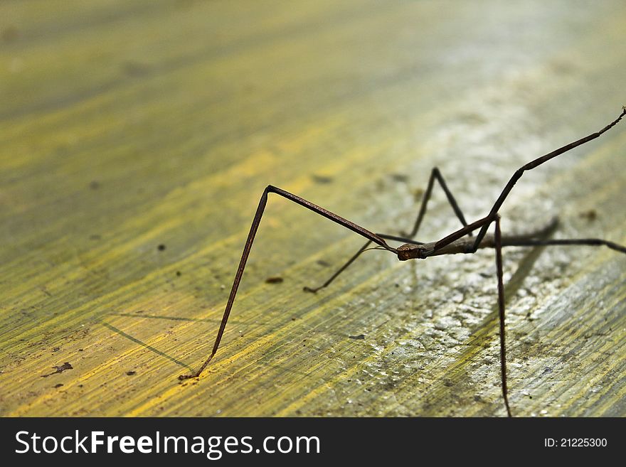 It has 6 long legs but can not jump to far. It has 6 long legs but can not jump to far.