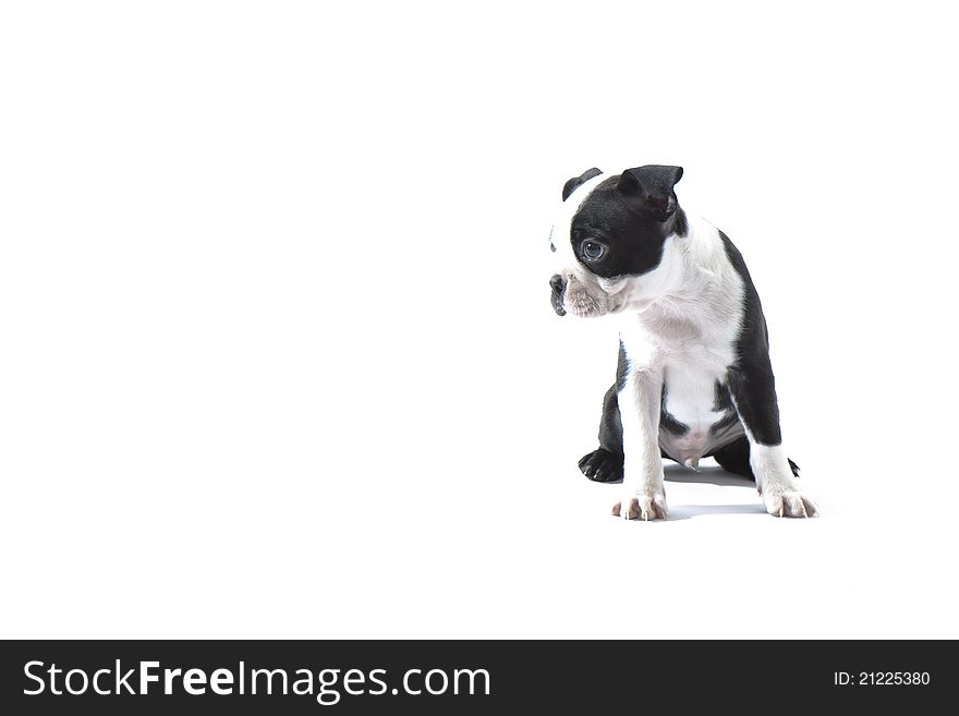 Boston Terrier