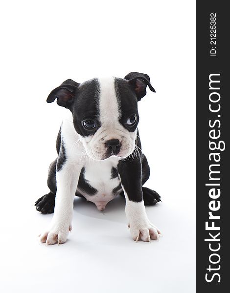 Male baby Boston Terrier on white, vertical.