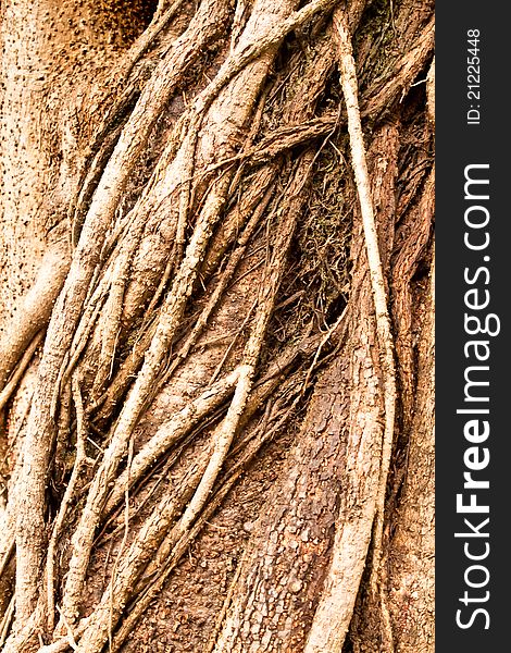 Bark abstract at to background. Bark abstract at to background