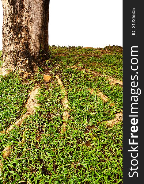 Bark abstract at to background. Bark abstract at to background