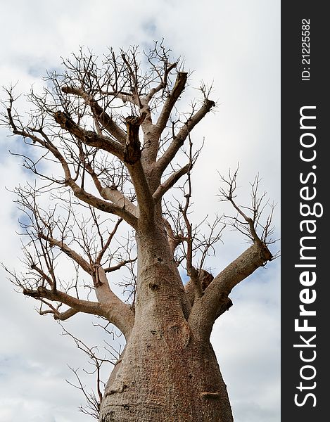 Baobab Adansonia gregorii in Australia. Baobab Adansonia gregorii in Australia