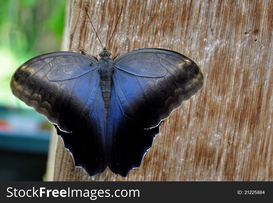 The tawny owl butterfly of South America,shows off its pretty colors. The tawny owl butterfly of South America,shows off its pretty colors.