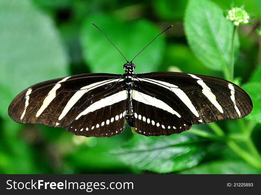 A zebra butterfly,aka,Heliconius charitonia,spreads its wings,stretching out its beauty. A zebra butterfly,aka,Heliconius charitonia,spreads its wings,stretching out its beauty.