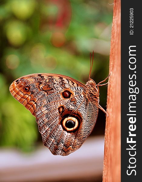 The tawny owl butterfly of South America,aka,Caligo memnon,poses for its photo. The tawny owl butterfly of South America,aka,Caligo memnon,poses for its photo.