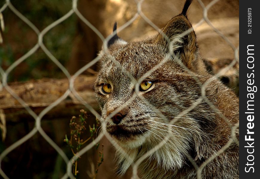 A beautiful lynx in captivity. A beautiful lynx in captivity