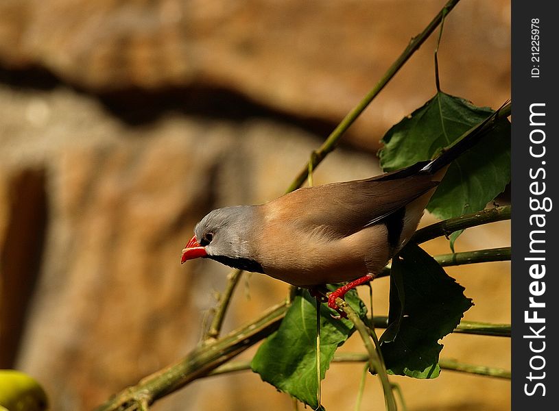 A pretty Long Tailed Finch perched on a branch about to take flight.