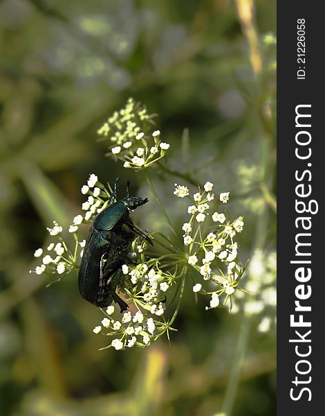 The green bug sits on white flowers (macro) with a dim background