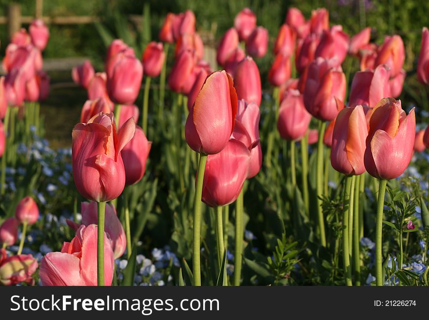 Beautiful tulips flowers blooming in spring time proudly