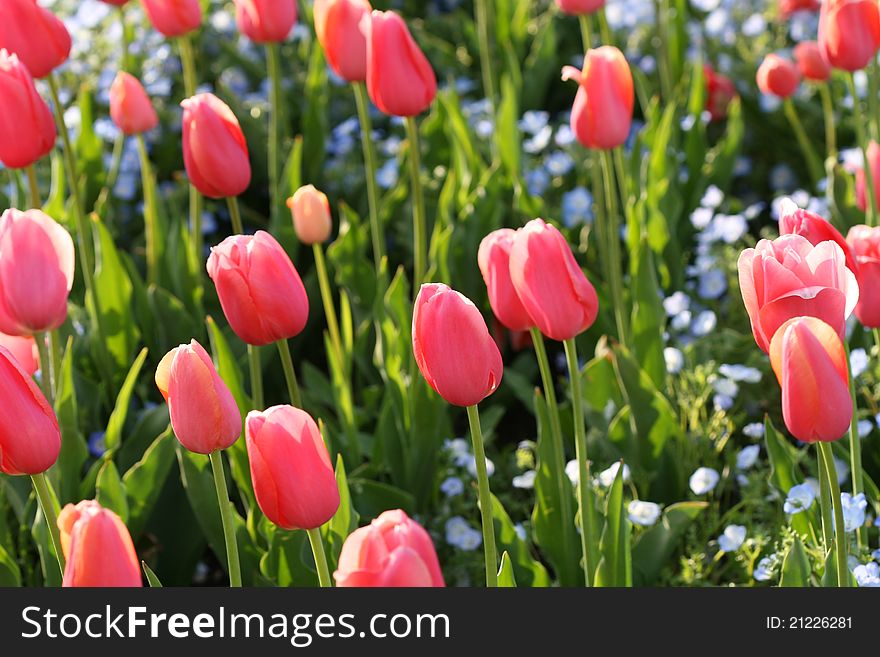 Beautiful tulips flowers blooming in spring time proudly