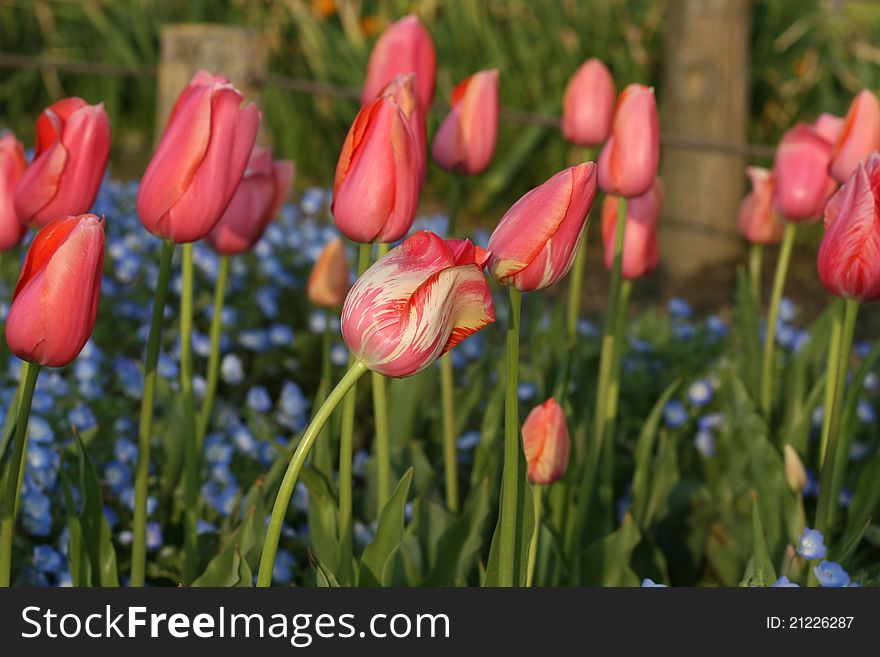 Beautiful tulips flowers blooming in spring time proudly