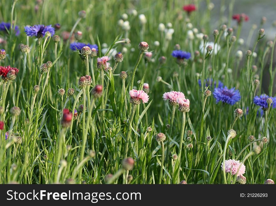 Pink and blue cornflower in spring garden