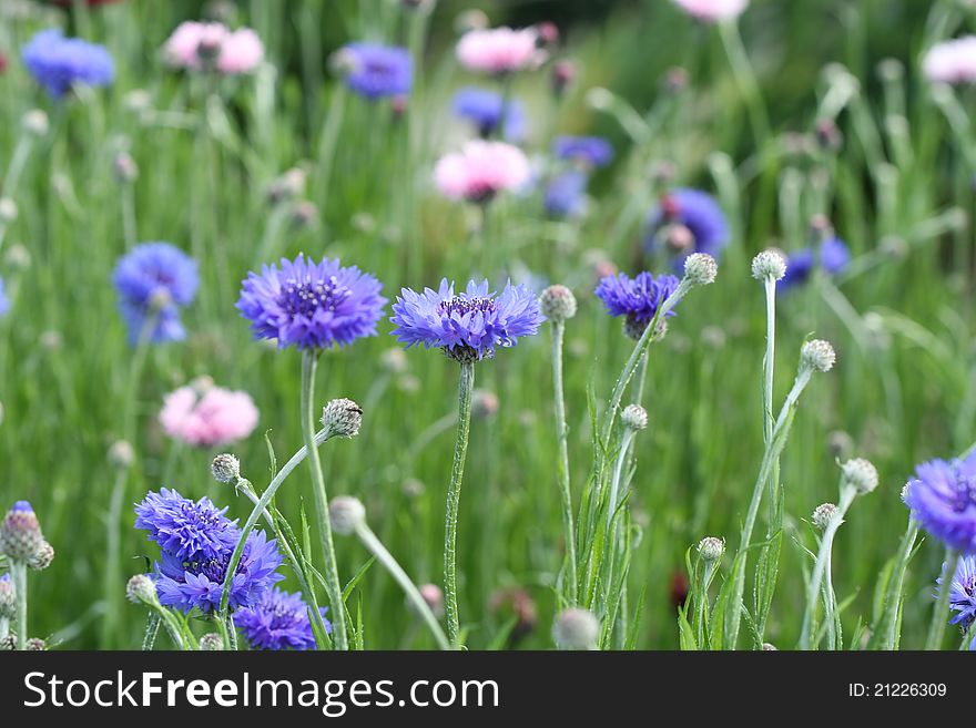 Pink and blue cornflower in spring garden