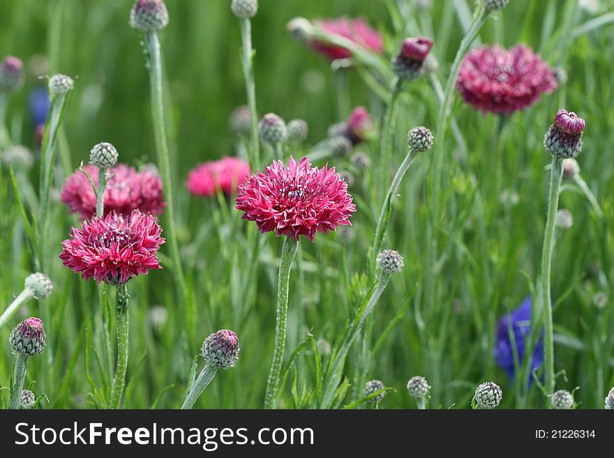 Pink and blue cornflower in spring garden