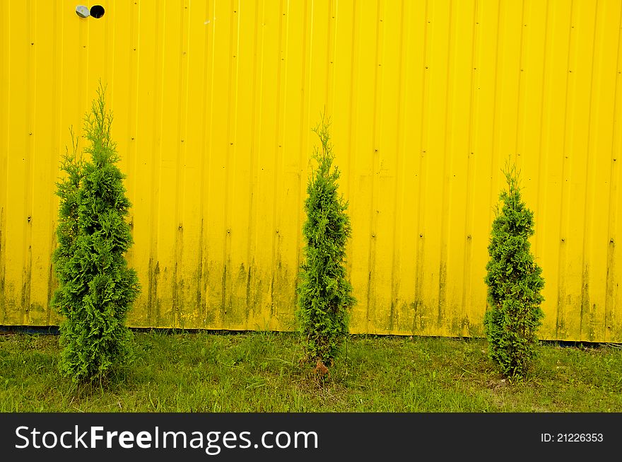 Thujas growing on background of metal tin coated yellow wall. Thujas growing on background of metal tin coated yellow wall.