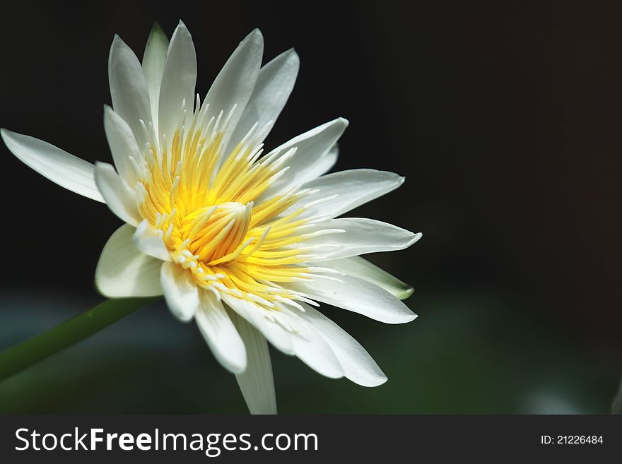 White lotus beautiful,flower in thailand