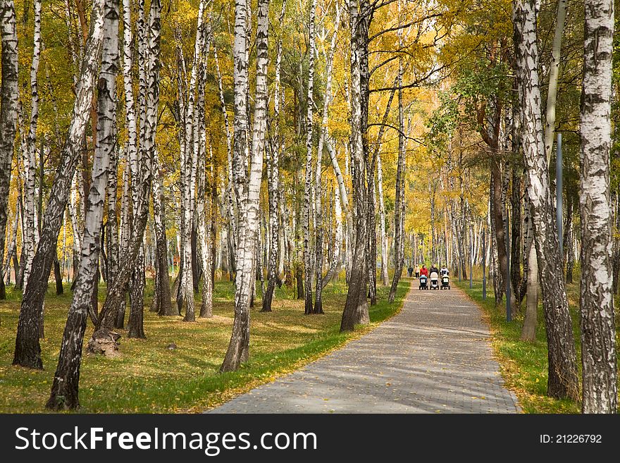 Beautiful colourful trees in autumn park