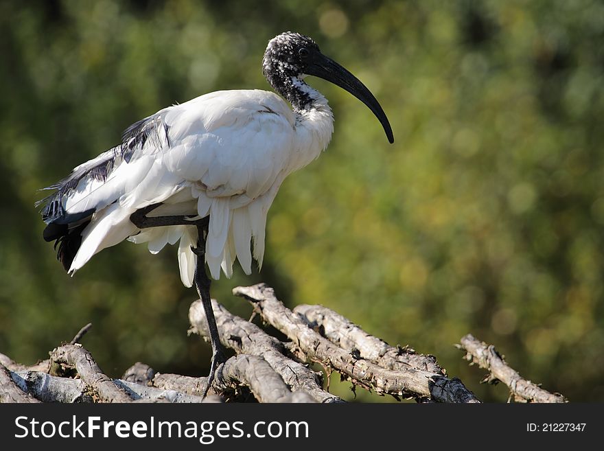 The african sacred ibis standing on the wood.