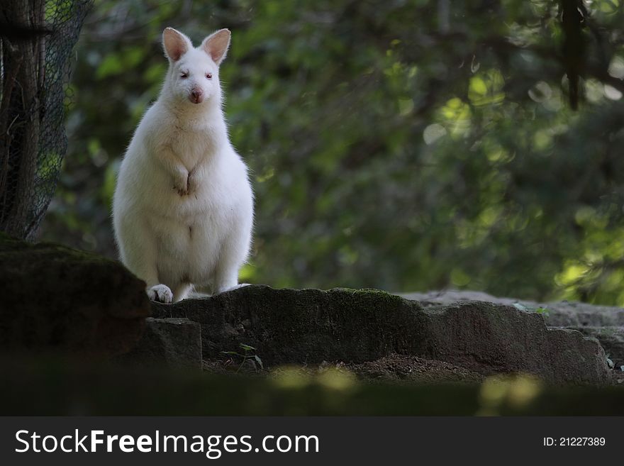 Albino Bennet Kangaroo