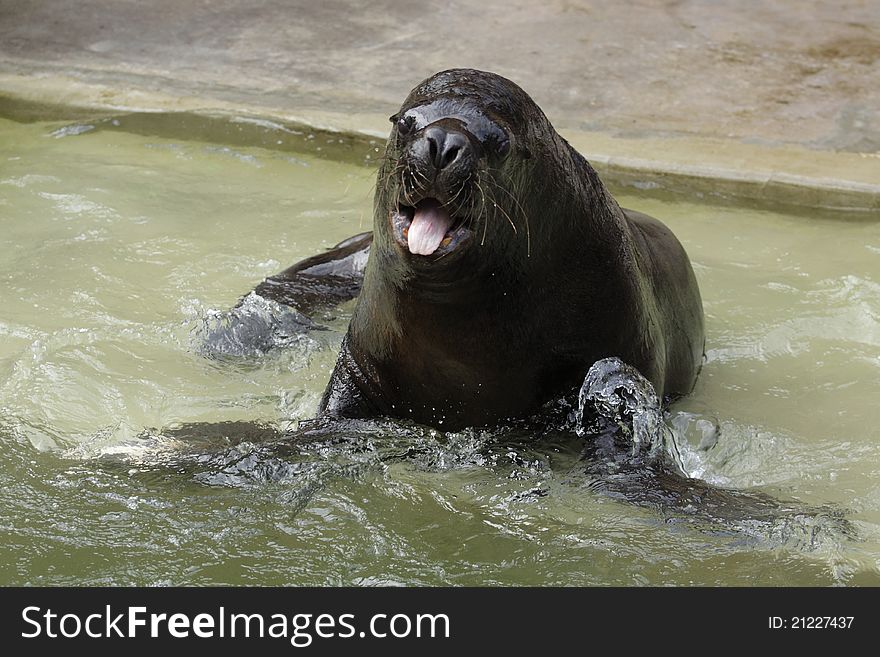 The south american sea lion with the open mouth.