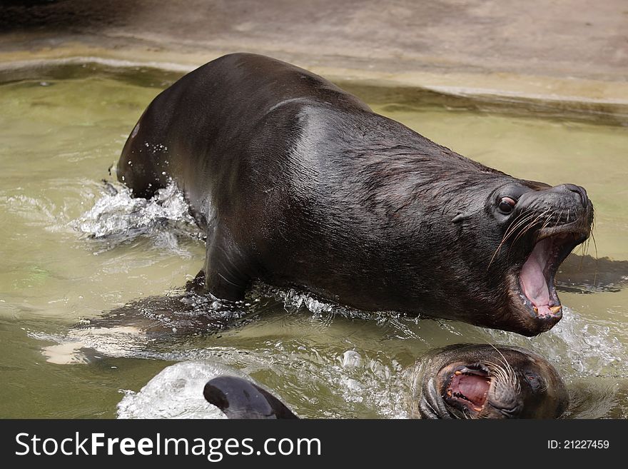 Patagonian Sea Lion