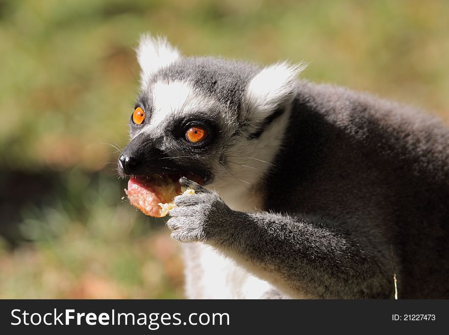 The lemur catta eating the apple. The lemur catta eating the apple.