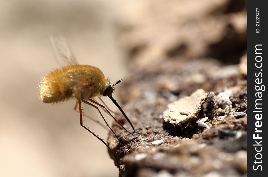 Fly With Long Legs And A Sting Searches For Meal