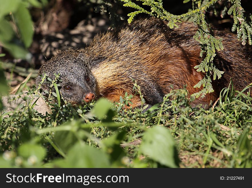 The banded mongoose lying in the grass.