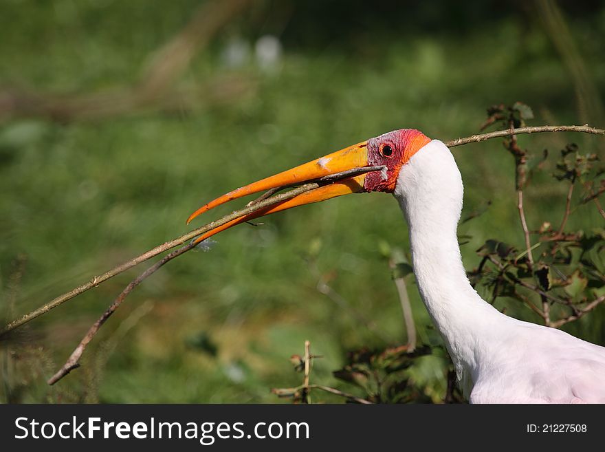 The yelllow-billed stork with the sticks in its bill. The yelllow-billed stork with the sticks in its bill.