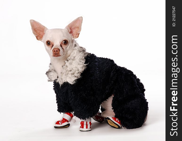 Small dog in cloth and footwear on white background