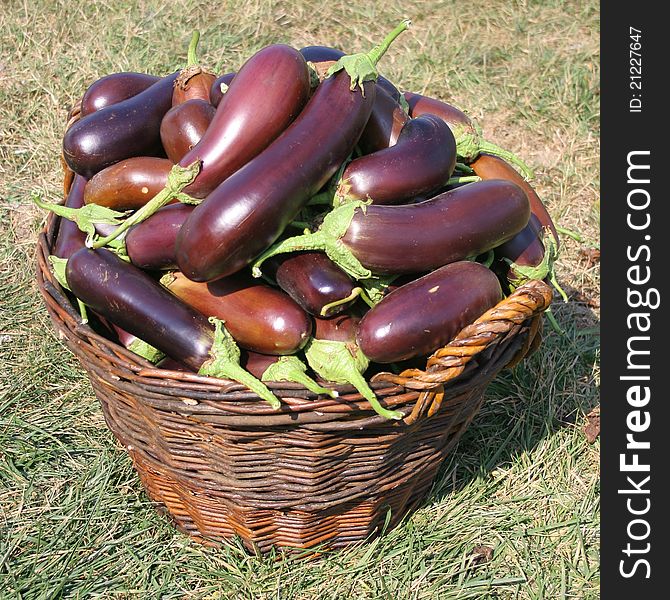 A basket full of egg-plants in the harvest time.