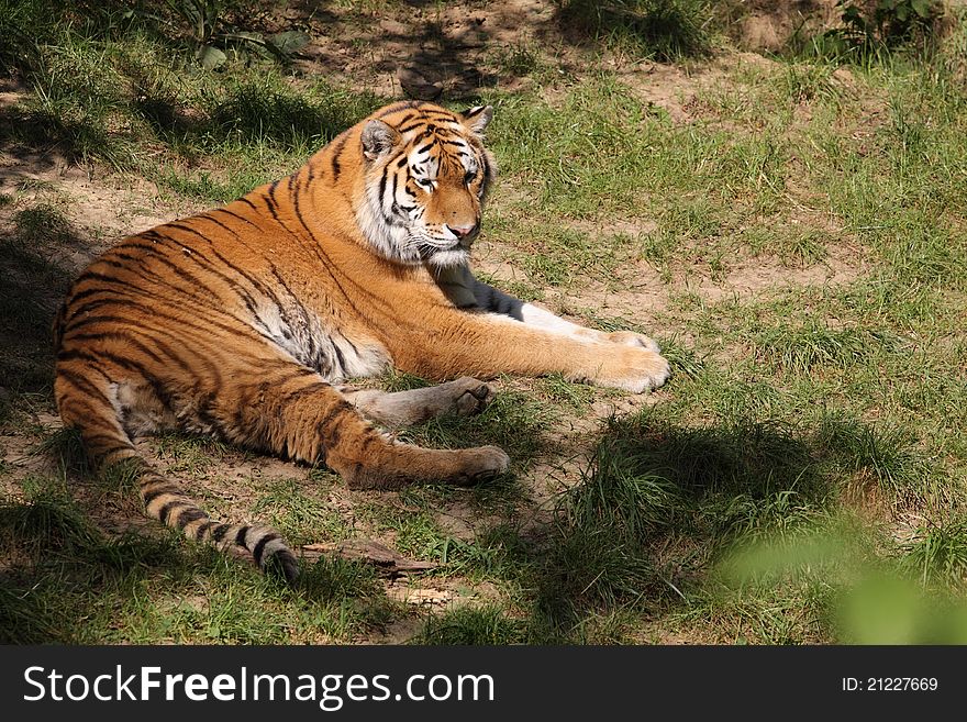 The lying siberian tiger in the grassland.
