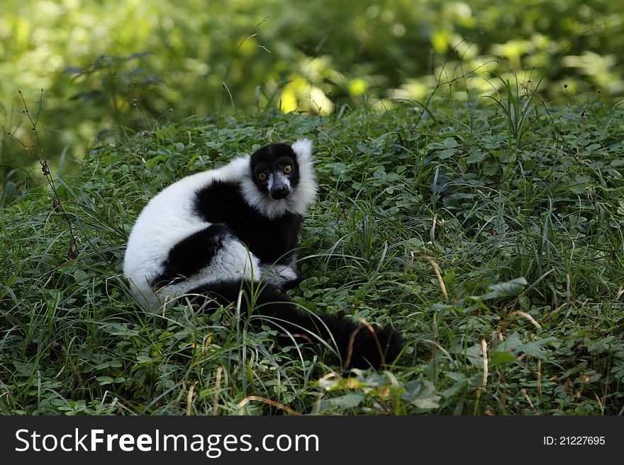 The black-and-white ruffed lemur sitting on the grass.