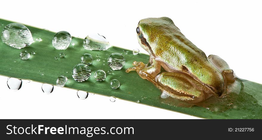 Little frog over rush isolated on a white background.