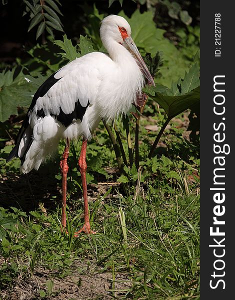 The maguari stork in the grassland.