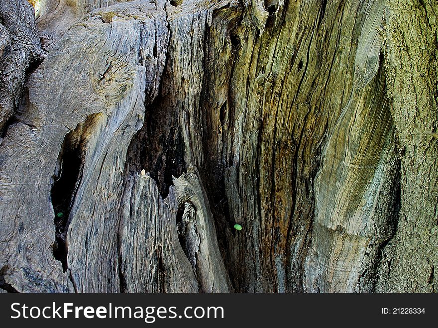 A very old olive tree. A very old olive tree